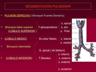 SEGMENTACION PULMONAR PULMON DERECHO   ( Bronquio Fuente Derecho): s. apical Bronquio lobar superior   T.ápicoposterior  s. ant.   ( LOBULO SUPERIOR  )   s.  Post. ( LOBULO MEDIO )   B.Lobar Medio  s. lateral s. medial  Bronquio intermedio S. apical ( de Nelson) s. interno ( LOBULO INFERIOR )   T.Basales  s. externo s. anterior  s. posterior  