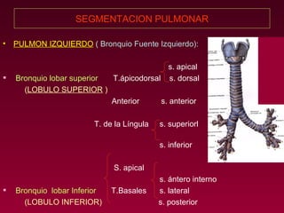 SEGMENTACION PULMONAR PULMON IZQUIERDO   ( Bronquio Fuente Izquierdo): s. apical Bronquio lobar superior   T.ápicodorsal  s. dorsal  ( LOBULO SUPERIOR  )   Anterior   s. anterior T. de la Língula  s. superiorl   s. inferior S. apical  s. ántero interno Bronquio  lobar Inferior   T.Basales  s. lateral (LOBULO INFERIOR)   s. posterior 