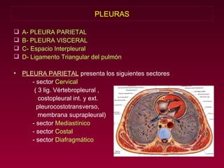 PLEURAS A- PLEURA PARIETAL B- PLEURA VISCERAL C- Espacio Interpleural D- Ligamento Triangular del pulmón PLEURA PARIETAL   presenta los siguientes sectores - sector  Cervical ( 3 lig. Vértebropleural , costopleural int. y ext. pleurocostotransverso, membrana suprapleural)  - sector  Mediastínico - sector  Costal - sector  Diafragmático 