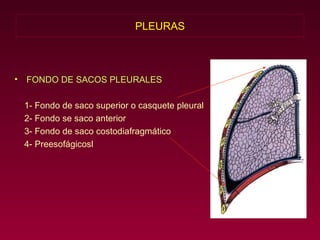 PLEURAS FONDO DE SACOS PLEURALES 1- Fondo de saco superior o casquete pleural 2- Fondo se saco anterior 3- Fondo de saco costodiafragmático 4- Preesofágicosl 