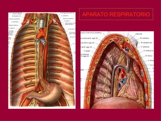 APARATO RESPIRATORIO 