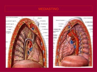 MEDIASTINO 