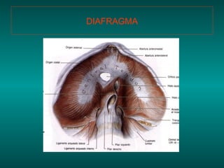 DIAFRAGMA 