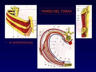 PARED DEL TORAX M. INTERCOSTALES 