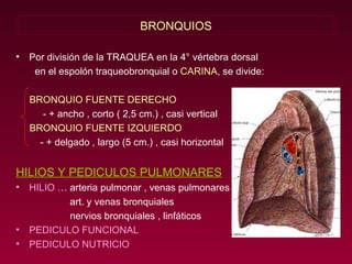 BRONQUIOS Por división de la TRAQUEA en la 4° vértebra dorsal en el espolón traqueobronquial o  CARINA , se divide: BRONQUIO FUENTE DERECHO - + ancho , corto ( 2,5 cm.) , casi vertical BRONQUIO FUENTE IZQUIERDO - + delgado , largo (5 cm.) , casi horizontal HILIOS Y PEDICULOS PULMONARES HILIO  … arteria pulmonar , venas pulmonares art. y venas bronquiales nervios bronquiales , linfáticos PEDICULO FUNCIONAL PEDICULO NUTRICIO 