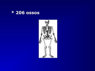 * 206 ossos
 