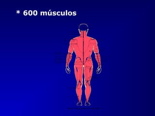* 600 músculos
 