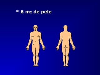 * 6 m2 de pele
 