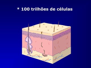 * 100 trilhões de células
 