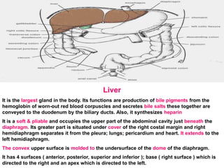 Liver
It is the largest gland in the body. Its functions are production of bile pigments from the
hemoglobin of worn-out red blood corpuscles and secretes bile salts these together are
conveyed to the duodenum by the biliary ducts. Also, it synthesizes heparin
It is a soft & pliable and occupies the upper part of the abdominal cavity just beneath the
diaphragm. Its greater part is situated under cover of the right costal margin and right
hemidiaphragm separates it from the pleura; lungs; pericardium and heart. It extends to the
left hemidiaphragm.
The convex upper surface is molded to the undersurface of the dome of the diaphragm.
It has 4 surfaces ( anterior, posterior, superior and inferior ); base ( right surface ) which is
directed to the right and an apex which is directed to the left.
 