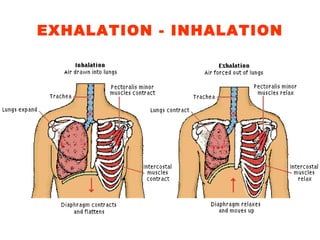 EXHALATION - INHALATION 