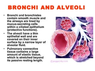 BRONCHI AND ALVEOLI   Bronchi and bronchioles contain smooth muscle and the airways are lined by mucus-secreting cells within a ciliated epithelium  ( protective functions ) . The alveoli have a thin epithelial wall and are covered on their inner surface by a narrow layer of alveolar fluid. Pulmonary connective tissue contains a large amount of elastic tissue, which is stretched beyond its passive resting length. 