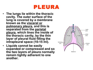 PLEURA The lungs lie within the thoracic cavity. The outer surface of the lung is covered by a membrane known as the  visceral or pulmonary pleura , and this is separated from the  parietal pleura , which lines the inside of the thoracic cavity, by the thin layer of pleural fluid filling the intrapleural space  (10-15  ml). Liquids cannot be easily expanded or compressed and so the two layers of pleura normally remain tightly adherent to one another.  