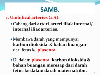 SAMB.
1. Umbilical arteries (2 A):
 Cabang dari arteri-arteri iliak internal/
internal iliac arteries.
 Membawa darah yang mempunyai
karbon dioksida & bahan buangan
dari fetus ke plasenta.
 Di dalam plasenta, karbon dioksida &
bahan buangan meresap dari darah
fetus ke dalam darah maternal/ibu. 12
 