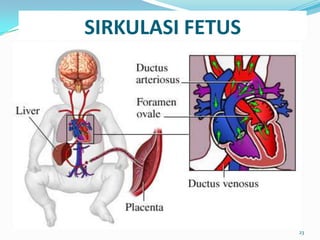 SIRKULASI FETUS
23
 