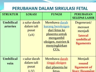 PERUBAHAN DALAM SIRKULASI FETAL
STRUKTUR LOKASI FUNGSI PERUBAHAN
SELEPAS LAHIR
Umbilical
arteries
2 salur darah
dalam tali
pusat
(2A)
Membawa darah
kurang beroksigen
dari fetus ke
plasenta untuk
mengambil
oksigen, nutrien &
menyingkirkan
CO2.
Degenerasi/
merosot
menjadi
lateral
umbilical
ligaments
Umbilical
vein
1 salur darah
dalam tali
pusat
Membawa darah
tinggi oksigen
dari plasenta ke
Menjadi
round
ligament of
26
 