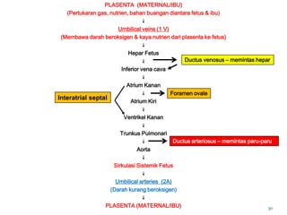 PLASENTA (MATERNAL/IBU)
(Pertukaran gas, nutrien, bahan buangan diantara fetus & ibu)
↓
Umbilical veins (1 V)
(Membawa darah beroksigen & kaya nutrien dari plasenta ke fetus)
↓
Hepar Fetus
↓
Inferior vena cava
↓
Atrium Kanan
↓
Atrium Kiri
↓
Ventrikel Kanan
↓
Trunkus Pulmonari
↓
Aorta
↓
Sirkulasi Sistemik Fetus
↓
Umbilical arteries (2A)
(Darah kurang beroksigen)
↓
PLASENTA (MATERNAL/IBU)
Foramen ovale
Ductus venosus – memintas hepar
Ductus arteriosus – memintas paru-paru
Interatrial septal
30
 