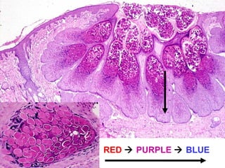RED  PURPLE  BLUE 
 