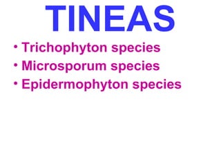 TINEAS 
• Trichophyton species 
• Microsporum species 
• Epidermophyton species 
 
