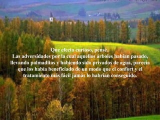 Que efecto curioso, pensé.. Las adversidades por la cual aquellos árboles habían pasado, llevando palmaditas y habiendo sido privados de agua, parecía que los había beneficiado de un modo que el confort y el tratamiento más fácil jamás lo habrían conseguido. 