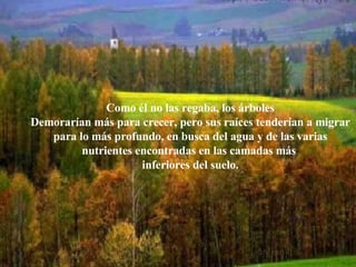 Como él no las regaba, los árboles Demorarían más para crecer, pero sus raíces tenderían a migrar para lo más profundo, en busca del agua y de las varias nutrientes encontradas en las camadas más  inferiores del suelo. 