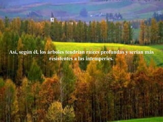 Así, según él, los árboles tendrían raíces profundas y serían más resistentes a las intemperies. 