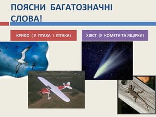 ПОЯСНИ БАГАТОЗНАЧНІ
СЛОВА!
КРИЛО ( У ПТАХА І ЛІТАКА) ХВІСТ (У КОМЕТИ ТА ЯЩІРКИ)
 