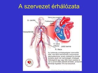 A szervezet érhálózata 