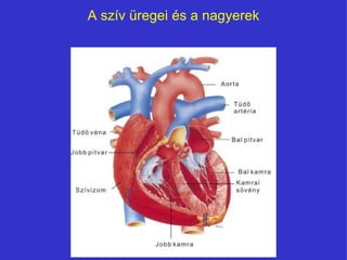 A szív üregei és a nagyerek 