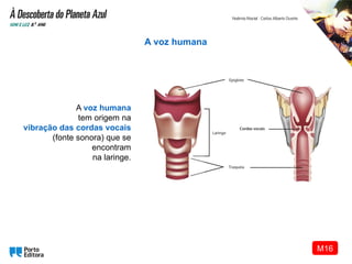 A voz humana
tem origem na
vibração das cordas vocais
(fonte sonora) que se
encontram
na laringe.
A voz humana
M16
 