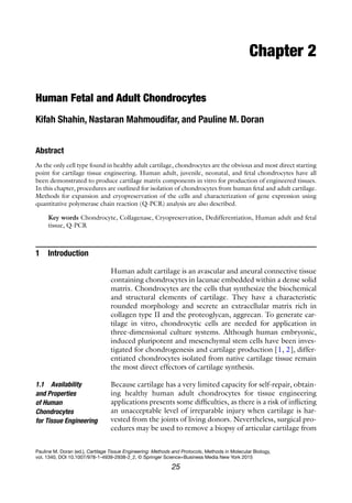 25
Pauline M. Doran (ed.), Cartilage Tissue Engineering: Methods and Protocols, Methods in Molecular Biology,
vol. 1340, DOI 10.1007/978-1-4939-2938-2_2, © Springer Science+Business Media New York 2015
Chapter 2
Human Fetal and Adult Chondrocytes
Kifah Shahin, Nastaran Mahmoudifar, and Pauline M. Doran
Abstract
As the only cell type found in healthy adult cartilage, chondrocytes are the obvious and most direct starting
point for cartilage tissue engineering. Human adult, juvenile, neonatal, and fetal chondrocytes have all
been demonstrated to produce cartilage matrix components in vitro for production of engineered tissues.
In this chapter, procedures are outlined for isolation of chondrocytes from human fetal and adult cartilage.
Methods for expansion and cryopreservation of the cells and characterization of gene expression using
quantitative polymerase chain reaction (Q-PCR) analysis are also described.
Key words Chondrocyte, Collagenase, Cryopreservation, Dedifferentiation, Human adult and fetal
tissue, Q-PCR
1 Introduction
Human adult cartilage is an avascular and aneural connective tissue
containing chondrocytes in lacunae embedded within a dense solid
matrix. Chondrocytes are the cells that synthesize the biochemical
and structural elements of cartilage. They have a characteristic
rounded morphology and secrete an extracellular matrix rich in
collagen type II and the proteoglycan, aggrecan. To generate car-
tilage in vitro, chondrocytic cells are needed for application in
three-dimensional culture systems. Although human embryonic,
induced pluripotent and mesenchymal stem cells have been inves-
tigated for chondrogenesis and cartilage production [1, 2], differ-
entiated chondrocytes isolated from native cartilage tissue remain
the most direct effectors of cartilage synthesis.
Because cartilage has a very limited capacity for self-repair, obtain-
ing healthy human adult chondrocytes for tissue engineering
applications presents some difficulties, as there is a risk of inflicting
an unacceptable level of irreparable injury when cartilage is har-
vested from the joints of living donors. Nevertheless, surgical pro-
cedures may be used to remove a biopsy of articular cartilage from
1.1 Availability
and Properties
of Human
Chondrocytes
for Tissue Engineering
 