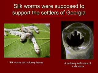 Silk worms were supposed toSilk worms were supposed to
support the settlers of Georgiasupport the settlers of Georgia
Silk worms eat mulberry leavesSilk worms eat mulberry leaves A mulberry leaf’s view ofA mulberry leaf’s view of
a silk worma silk worm
 