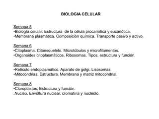 BIOLOGIA CELULAR
Semana 5
•Biología celular: Estructura de la célula procariótica y eucariótica.
•Membrana plasmática. Composición química. Transporte pasivo y activo.
Semana 6
•Citoplasma. Citoesqueleto. Microtúbulos y microfilamentos.
•Organoides citoplasmáticos. Ribosomas. Tipos, estructura y función.
Semana 7
•Retículo endoplasmático. Aparato de golgi. Lisosomas.
•Mitocondrias. Estructura. Membrana y matriz mitocondrial.
Semana 8
•Cloroplastos. Estructura y función.
.Nucleo. Envoltura nuclear, cromatina y nucleolo.
 