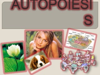 26155136-AUTOPOIESIS-1.pptx