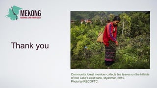 Thank you
Community forest member collects tea leaves on the hillside
of Inle Lake’s east bank, Myanmar, 2019.
Photo by RECOFTC.
 