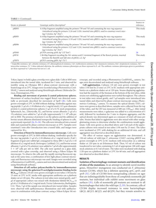 Tokyo, Japan) to hold a glass coverslip over a glass slide. Cells in MM were
introduced into the tunnel slide, incubated for 5 min, and observed for
motility using an Olympus BH-2 phase-contrast microscope with a
heated stage set at 25°C. Images were recorded using a Photometrics Cool-
SNAPcf
2
camera and analyzed using MetaMorph software (Molecular De-
vices, Downingtown, PA).
Binding and movement of protein G-coated polystyrene spheres.
Movement of surface-localized myc-tagged RemA was detected essen-
tially as previously described for movement of SprB (26). Cells were
grown overnight at 25°C in MM without shaking. Antibodies against myc
tag peptide (1 ␮l of a 1:10 dilution of a 1-mg/ml stock), 0.5-␮m-diameter
protein G-coated polystyrene spheres (1 ␮l of a 0.1% stock preparation;
Spherotech, Inc., Libertyville, IL), and bovine serum albumin (1 ␮l of a
1% solution) were added to 7 ␮l of cells (approximately 5 ϫ 108
cells per
ml) in MM. The presence of protein G on the spheres and the addition of
bovine serum albumin eliminated nonspeciﬁc binding of spheres to cells,
as previously reported (26, 31–34). The cells were introduced into a tunnel
slide and examined by phase-contrast microscopy at 25°C. Samples were
examined 2 min after introduction into a tunnel slide, and images were
captured for 30 s.
Detection of RemA by immunoﬂuorescence microscopy. Cells were
grown overnight at 25°C in MM without shaking. Antibodies speciﬁc for
the myc tag peptide (1 ␮l of a 1:10 dilution of a 1-mg/ml stock), F(ab=)
fragment of goat anti-rabbit IgG conjugated to Alexa 488 (1.5 ␮l of a 1:10
dilution of a 2-mg/ml stock; Invitrogen, Carlsbad, CA), and bovine serum
albumin (1 ␮l of a 1% solution) were added to 7 ␮l of cells (approximately
5 ϫ 108
cells per ml) in MM. The cells were spotted on a glass slide,
covered with a glass coverslip, and observed using a Nikon Eclipse 50i
microscope. To observe the cells and the rapidly moving ﬂuorescent sig-
nals at the same time, a combination of low-light phase-contrast micros-
copy and ﬂuorescence microscopy was used. Images were recorded using
a Photometrics CoolSNAPES camera and were deconvoluted and analyzed
using MetaMorph software.
Detection of cell surface polysaccharides by immunoﬂuorescence
microscopy using the galactose/N-acetylgalactosamine-binding lectin
RCA120. Cultures (10 ml) were grown overnight in test tubes (150 mm by
25 mm) at 23°C in EC media with appropriate antibiotics on a platform
shaker set at 120 rpm. The cultures in test tubes were mixed gently, and 7
␮l of appropriate culture was mixed with rhodamine-labeled RCA120 (4
␮l of a 1:10 dilution of a 2-mg/ml stock; Vector Laboratories, Burlingame,
CA). Then, 7 ␮l of the sample was introduced into tunnel slides. Samples
were observed with epiﬂuorescence illumination and with epiﬂuores-
cence in combination with phase contrast, using a Nikon Eclipse 50i mi-
croscope, and recorded using a Photometrics CoolSNAPES camera. Im-
ages were deconvoluted and analyzed using MetaMorph software.
Cell agglutination. Cultures (10 ml) were grown overnight in test
tubes (150 mm by 25 mm) at 23°C in EC medium with appropriate anti-
biotics on a platform shaker set at 120 rpm. Strains displaying agglutina-
tion had the majority of the biomass at the bottom of the test tubes, while
strains not exhibiting agglutination were turbid throughout. The cultures
in test tubes were mixed gently, and 7-␮l samples were introduced into
tunnel slides and observed by phase-contrast microscopy using a Photo-
metrics Coolsnapcf
2
camera. To measure the optical density (OD), cul-
tures were grown as described above, samples were collected from the top
of the tubes, and the OD was measured at 600 nm (OD600). After initial
measurements were taken, D-galactose was added to a concentration of 5
mM, followed by incubation for 5 min to disperse aggregates, and the
optical density was determined again as a measure of total cell mass per
tube. Strains that failed to agglutinate were also mixed with other nonag-
glutinating strains to determine whether the combinations would agglu-
tinate. Cells were grown as described above and 5 ml each of the appro-
priate cultures were mixed in test tubes (150 mm by 25 mm). The tubes
were incubated at 23°C with shaking for an additional 60 min, and cell
aggregation was observed as described above.
The effect of various sugars on agglutination was determined. A
150-ml culture of wild-type F. johnsoniae CJ1827 carrying pRR39 was
grown overnight at 23°C in EC medium with tetracycline on a tabletop
shaker at 120 rpm in an Erlenmeyer ﬂask. Then, 9.5 ml of culture was
transferred to test tubes containing 0.5 ml of appropriate 100 mM sugar
stock solutions or 0.5 ml of water. The tubes were incubated with shaking
(120 rpm on a platform shaker) at 23°C for 60 min, and cell aggregation
was observed as described above.
RESULTS
Isolation of bacteriophage-resistant mutants and identiﬁcation
of sites of the mutations. In an attempt to identify novel motility
genes, HimarEm1 mutagenesis was conducted on F. johnsoniae
mutant CJ1584, which has a deletion spanning sprC, sprD, and
sprB (31). Cells of CJ1584 form nonspreading colonies on agar
that are indistinguishable from those of completely nonmotile gld
mutants, but individual cells exhibit some movement on glass
surfaces (31). Cells of nonmotile gld mutants are resistant to all
bacteriophages that infect the wild type (2, 33). In contrast, cells of
CJ1584 display increased resistance to some bacteriophages
(␾Cj1, ␾Cj13, ␾Cj23, and ␾Cj29), but they remain sensitive to
TABLE 1 (Continued)
Strain or plasmid Genotype and/or descriptiona
Source or
reference
pRR93 4.4-kbp fragment ampliﬁed using the primers 738 and 745 and containing the myc-tag sequence
(introduced using the primers 1126 and 1128), inserted into pRR51; used to construct remA::myc-
tag-5 strains; Apr
(Emr
)
This study
pRR95 4.4-kbp fragment ampliﬁed using the primers 738 and 745 and containing the myc-tag sequence
(introduced using the primers 1118 and 1120), inserted into pRR51; used to construct remA::myc-
tag-3 strains; Apr
(Emr
)
This study
pRR96 4.4-kbp fragment ampliﬁed using the primers 738 and 745 and containing the myc-tag sequence
(introduced using the primers 1122 and 1124), inserted into pRR51; used to construct remA::myc-
tag-4 strains; Apr
(Emr
)
This study
pSN60 pCP29 carrying sprB; Apr
(Cfr
Emr
) 26
pSP18 1.96-kbp fragment encoding the 561-amino-acid C-terminal fragment of the RemA protein, inserted
between the BamHI and SalI sites of pMAL-c2; Apr
This study
pTB79 pCP23 carrying gldN; Apr
(Tcr
) 2
a
Ampicillin resistance, Apr
; cefoxitin resistance, Cfr
; chloramphenicol resistance, Cmr
; erythromycin resistance, Emr
; kanamycin resistance, Kmr
; streptomycin resistance, Smr
;
tetracycline resistance, Tcr
. Unless indicated otherwise, the antibiotic resistance phenotypes are those expressed in E. coli. The antibiotic resistance phenotypes given in parentheses
are those expressed in F. johnsoniae but not in E. coli.
F. johnsoniae Gliding Motility Protein RemA
July 2012 Volume 194 Number 14 jb.asm.org 3681
onAugust28,2015byguesthttp://jb.asm.org/Downloadedfrom
 