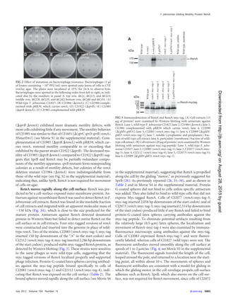 (⌬sprB ⌬remA) exhibited more dramatic motility defects, with
most cells exhibiting little if any movement. The motility behavior
of CJ1985 was similar to that of CJ1601 [⌬(sprC sprD sprB) remA::
HimarEm1] (see Movie S1 in the supplemental material). Com-
plementation of CJ1985 (⌬sprB ⌬remA) with pRR39, which car-
ries remA, restored motility comparable to or exceeding that
exhibited by the parent strain CJ1922 (⌬sprB). The decreased mo-
tility of CJ1985 (⌬sprB ⌬remA) compared to CJ1922 (⌬sprB) sug-
gests that SprB and RemA may be partially redundant compo-
nents of the motility apparatus. sprB mutants form nonspreading
colonies as a result of motility defects, but colonies of the remA
deletion mutant CJ1984 (⌬remA) were indistinguishable from
those of the wild type (see Fig. S2 in the supplemental material),
indicating that, unlike SprB, RemA is not required for movement
of cells on agar.
RemA moves rapidly along the cell surface. RemA was pre-
dicted to be a cell-surface-exposed outer membrane protein. An-
tiserum against recombinant RemA was used to detect RemA in F.
johnsoniae cell extracts. RemA was found in the insoluble fraction
of cell extracts and migrated with an apparent molecular mass of
ϳ150 kDa (Fig. 3A), which is close to the size predicted for the
mature protein. Antiserum against RemA detected denatured
protein in Western blots but failed to detect native RemA on the
cell surface or in cell extracts. Four myc-tagged versions of remA
were constructed and inserted into the genome in place of wild-
type remA. Two of the strains, CJ2083 (remA::myc-tag-1; myc-tag
inserted 150 bp downstream of the “A” in the start codon) and
CJ2112 (remA::myc-tag-4; myc-tag inserted 2,286 bp downstream
of the start codon), produced stable myc-tagged RemA protein, as
detected by Western blotting (Fig. 3). These strains were sensitive
to the same phages as were wild-type cells, suggesting that the
myc-tagged versions of RemA localized properly and supported
phage infection. Protein-G-coated latex spheres carrying antibod-
ies against the myc-tag peptide bound speciﬁcally to cells of
CJ2083 (remA::myc-tag-1) and CJ2112 (remA::myc-tag-4), indi-
cating that RemA was exposed on the cell surface (Table 2). The
bound spheres moved rapidly along the cell surface (see Movie S4
in the supplemental material), suggesting that RemA is propelled
along the cell by the gliding “motor,” as previously suggested for
SprB (26). As previously reported (26, 31–34), and as shown in
Table 2 and in Movie S4 in the supplemental material, Protein
G-coated spheres did not bind to cells unless speciﬁc antiserum
was added. They also failed to bind to wild type cells that did not
express Myc-tagged RemA. Cells of CJ2077 (remA::myc-tag-3;
myc-tag inserted 2,058 bp downstream of the start codon) and of
CJ2073 (remA::myc-tag-5; myc-tag inserted 2,514 bp downstream
of the start codon) produced little if any RemA and failed to bind
protein-G-coated latex spheres carrying antibodies against the
myc-tag peptide. To eliminate potential artifacts resulting from
the relatively large (0.5-␮m) latex spheres, the localization and
movement of RemA-myc-tag-1 were also examined by immuno-
ﬂuorescence microscopy using antibodies against the myc-tag.
Cells of CJ2083 expressed RemA-myc-tag-1 and were ﬂuores-
cently labeled, whereas cells of CJ1827 (wild type) were not. The
ﬂuorescent antibodies moved smoothly along the cell surface at
speeds of 1 to 2 ␮m/sec (Fig. 4; see Movie S5 in the supplemental
material). The ﬂuorescent signals traveled the length of the cell,
looped around the pole, and returned to a location near the start-
ing point, all within about 10 s. The movements of spheres and
ﬂuorescent antibodies are consistent with a model for gliding in
which the gliding motor in the cell envelope propels cell-surface
adhesins such as RemA. SprB, which also moves on the cell sur-
face, was not required for RemA movement, since cells of CJ2072
FIG 2 Effect of mutations on bacteriophage resistance. Bacteriophages (5 ␮l
of lysates containing ϳ109
PFU/ml) were spotted onto lawns of cells in CYE
overlay agar. The plates were incubated at 25°C for 24 h to observe lysis.
Bacteriophages were spotted in the following order from left to right, as indi-
cated also by the numbers in panel A: top row, ␾Cj1, ␾Cj13, and ␾Cj23;
middle row, ␾Cj28, ␾Cj29, and ␾Cj42; bottom row, ␾Cj48 and ␾Cj54. (A)
Wild-type F. johnsoniae CJ1827; (B) CJ1984 (⌬remA); (C) CJ1984 comple-
mented with pRR39, which carries remA; (D) CJ1922 (⌬sprB); (E) CJ1985
(⌬sprB ⌬remA); (F) CJ1985 complemented with pRR39.
FIG 3 Immunodetection of RemA and RemA-myc-tag. (A) Cell extracts (15
␮g of protein) were examined by Western blotting with antiserum against
RemA. Lane 1, wild-type F. johnsoniae CJ1827; lane 2, CJ1984 (⌬remA); lane 3,
CJ1984 complemented with pRR39 which carries remA; lane 4, CJ2090
[⌬(gldN-gldO)]; lane 5, CJ2083 (remA::myc-tag-1); lane 6, CJ2089 [⌬(gldN-
gldO) remA::myc-tag-1]; lane 7, soluble (cytoplasmic and periplasmic) frac-
tion of wild-type cell extract; lane 8, particulate (membrane) fraction of wild-
type cell extract. (B) Cell extracts (20 ␮g of protein) were examined by Western
blotting with antiserum against myc-tag peptide. Lane 1, wild-type F. john-
soniae CJ1827; lane 2, CJ2083 (remA::myc-tag-1); lane 3, CJ2077 (remA::myc-
tag-3); lane 4, CJ2112 (remA::myc-tag-4); lane 5, CJ2073 (remA::myc-tag-5);
lane 6, CJ2089 [⌬(gldN-gldO) remA::myc-tag-1].
F. johnsoniae Gliding Motility Protein RemA
July 2012 Volume 194 Number 14 jb.asm.org 3683
onAugust28,2015byguesthttp://jb.asm.org/Downloadedfrom
 