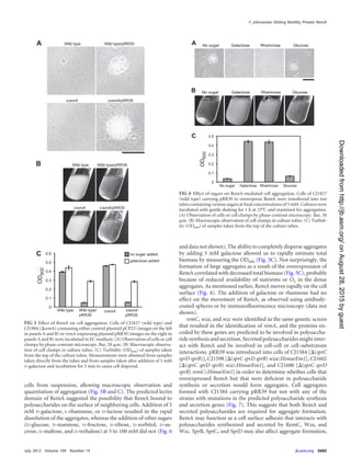 cells from suspension, allowing macroscopic observation and
quantitation of aggregation (Fig. 5B and C). The predicted lectin
domain of RemA suggested the possibility that RemA bound to
polysaccharides on the surface of neighboring cells. Addition of 5
mM D-galactose, L-rhamnose, or D-lactose resulted in the rapid
dissolution of the aggregates, whereas the addition of other sugars
(D-glucose, D-mannose, D-fructose, D-ribose, D-sorbitol, D-su-
crose, D-maltose, and D-trehalose) at 5 to 100 mM did not (Fig. 6
and data not shown). The ability to completely disperse aggregates
by adding 5 mM galactose allowed us to rapidly estimate total
biomass by measuring the OD600 (Fig. 5C). Not surprisingly, the
formation of large aggregates as a result of the overexpression of
RemA correlated with decreased total biomass (Fig. 5C), probably
because of reduced availability of nutrients or O2 in the dense
aggregates. As mentioned earlier, RemA moves rapidly on the cell
surface (Fig. 4). The addition of galactose or rhamnose had no
effect on the movement of RemA, as observed using antibody-
coated spheres or by immunoﬂuorescence microscopy (data not
shown).
remC, wza, and wzc were identiﬁed in the same genetic screen
that resulted in the identiﬁcation of remA, and the proteins en-
coded by these genes are predicted to be involved in polysaccha-
ride synthesis and secretion. Secreted polysaccharides might inter-
act with RemA and be involved in cell-cell or cell-substratum
interactions. pRR39 was introduced into cells of CJ1584 [⌬(sprC
sprD sprB)], CJ1598 [⌬(sprC sprD sprB) wza::HimarEm1], CJ1602
[⌬(sprC sprD sprB) wzc::HimarEm1], and CJ1600 [⌬(sprC sprD
sprB) remC::HimarEm1] in order to determine whether cells that
overexpressed RemA but that were deﬁcient in polysaccharide
synthesis or secretion would form aggregates. Cell aggregates
formed with CJ1584 carrying pRR39 but not with any of the
strains with mutations in the predicted polysaccharide synthesis
and secretion genes (Fig. 7). This suggests that both RemA and
secreted polysaccharides are required for aggregate formation.
RemA may function as a cell surface adhesin that interacts with
polysaccharides synthesized and secreted by RemC, Wza, and
Wzc. SprB, SprC, and SprD may also affect aggregate formation,
FIG 5 Effect of RemA on cell aggregation. Cells of CJ1827 (wild type) and
CJ1984 (⌬remA) containing either control plasmid pCP23 (images on the left
in panels A and B) or remA-expressing plasmid pRR39 (images on the right in
panels A and B) were incubated in EC medium. (A) Observation of cells or cell
clumps by phase-contrast microscopy. Bar, 50 ␮m. (B) Macroscopic observa-
tion of cell clumps in culture tubes. (C) Turbidity (OD600) of samples taken
from the top of the culture tubes. Measurements were obtained from samples
taken directly from the tubes and from samples taken after addition of 5 mM
D-galactose and incubation for 5 min to cause cell dispersal.
FIG 6 Effect of sugars on RemA-mediated cell aggregation. Cells of CJ1827
(wild type) carrying pRR39 to overexpress RemA were transferred into test
tubes containing various sugars at ﬁnal concentrations of 5 mM. Cultures were
incubated with gentle shaking for 1 h at 23°C and examined for aggregation.
(A) Observation of cells or cell clumps by phase-contrast microscopy. Bar, 50
␮m. (B) Macroscopic observation of cell clumps in culture tubes. (C) Turbid-
ity (OD600) of samples taken from the top of the culture tubes.
F. johnsoniae Gliding Motility Protein RemA
July 2012 Volume 194 Number 14 jb.asm.org 3685
onAugust28,2015byguesthttp://jb.asm.org/Downloadedfrom
 
