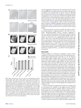since the aggregates formed by cells of CJ1584 [⌬(sprC sprD sprB)]
carrying pRR39 were smaller than those formed by wild-type cells
carrying the same plasmid (Fig. 5A and 7A). However, although
the overexpression of RemA (from pRR39) resulted in increased
cell aggregation, the overexpression of SprB (from pSN60) did not
(data not shown). Polysaccharide production and RemA expres-
sion do not need to occur in the same cell for aggregation to occur.
Cells of CJ1984 (⌬remA), and of CJ1600 [⌬(sprC sprD sprB) rem-
C::HimarEm1] carrying pRR39, neither of which formed aggre-
gates in isolation, resulted in aggregate formation when they were
mixed together (Fig. 7). Similar results were obtained when cells of
CJ1984 were mixed with cells of the wza mutant CJ1598 carrying
pRR39.
A ﬂuorescent lectin was used to visualize secreted or cell sur-
face polysaccharides or oligosaccharides on the cells of F. john-
soniae. Rhodamine-labeled Ricinus communis agglutinin I
(RCA120), which binds galactose, labeled cell clumps and individ-
ual cells. The ﬂuorescent lectin was propelled rapidly on the cell
surface (see Movie S6 in the supplemental material). This may
indicate that some of the polysaccharide that was labeled with
RCA120 also bound to RemA, so that the ﬂuorescent lectin indi-
rectly labeled RemA. Supporting this idea, strains lacking RemA
failed to propel RCA120. Cells of the remC mutant CJ1600 also
failed to bind or propel RCA120, suggesting that the putative gly-
cosyltransferase RemC is involved in formation of the polysaccha-
ride that is recognized by RCA120 (see Movie S7 in the supplemen-
tal material).
DISCUSSION
Gliding motility of F. johnsoniae is thought to involve motors
composed of Gld proteins anchored in the cell envelope that pro-
pel the adhesin SprB along the cell surface (12, 26, 34). Mutants
lacking SprB exhibit motility defects, but they are still able to
move, albeit weakly, on glass. This suggested the possibility that
additional mobile adhesins might function to allow movement
over some surfaces and that SprB and these other adhesins may
thus exhibit partial redundancy. Analysis of the F. johnsoniae ge-
nome revealed numerous potential sprB paralogs. A genetic ap-
proach was used to identify one sprB paralog, remA, which appears
to encode a mobile cell surface adhesin that is partially redundant
with SprB. Cells with mutations in remA exhibited motility defects
that were only apparent when sprB was also defective. RemA and
SprB are required for efﬁcient infection by different F. johnsoniae
bacteriophages and may function as receptors for these phages.
Both SprB and RemA appear to rely on the PorSS for secretion to
the cell surface. Additional SprB paralogs may also function in
gliding and rely on the PorSS for secretion. This could explain why
cells with mutations in the porSS genes gldK, gldL, gldM, and gldN
exhibit complete resistance to bacteriophages and complete loss of
motility (2, 33).
Previous experiments suggested that SprB moves rapidly along
the cell surface (26). Analysis of myc-tagged versions of RemA
revealed that RemA behaves similarly. Spheres coated with anti-
bodies against the myc-tag peptide bound speciﬁcally to cells ex-
pressing RemA-myc-tag-1, and the spheres were rapidly propelled
along the length of the cell, around the pole, and back down the
other side. Cells expressing myc-tagged RemA also propelled ﬂuo-
rescently labeled anti-myc antibodies. Spheres and ﬂuorescent la-
beled antibodies moved at speeds of approximately 1 to 2 ␮m per
s, which is similar to the speed at which cells glide on glass. Anti-
FIG 7 Effect of mutations in remC, wza, and wzc on cell aggregation. Cells of
CJ1584 [⌬(sprC sprD sprB)], CJ1598 [⌬(sprC sprD sprB) wza::HimarEm1],
CJ1602 [⌬(sprC sprD sprB) wzc::HimarEm1], CJ1600 [⌬(sprC sprD sprB) rem-
C::HimarEm1], and CJ1984 (⌬remA) were incubated in EC medium. All
strains carried pRR39 (to overexpress RemA) except for CJ1984 (⌬remA),
which carried the control plasmid pCP23. To examine the ability of two non-
aggregating strains to form aggregates when mixed together, 5 ml of CJ1600
[⌬(sprC sprD sprB) remC::HimarEm1] carrying pRR39 and 5 ml of CJ1984
(⌬remA) carrying pCP23 were mixed in a test tube and incubated for an addi-
tional 60 min. (A) Observation of cells or cell clumps by phase-contrast mi-
croscopy. Bar, 50 ␮m. (B) Macroscopic observation of cell clumps in culture
tubes. (C) Turbidity (OD600) of samples taken from the top of the culture
tubes. Measurements were obtained from samples taken directly from
the tubes and from samples taken after addition of 5 mM D-galactose, followed
by incubation for 5 min to cause cell dispersal.
Shrivastava et al.
3686 jb.asm.org Journal of Bacteriology
onAugust28,2015byguesthttp://jb.asm.org/Downloadedfrom
 