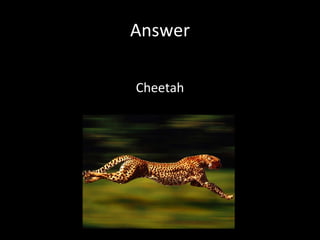 Answer Cheetah 