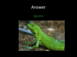 Iguana Answer 