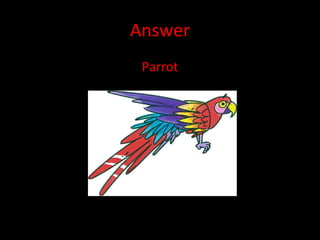 Answer Parrot 