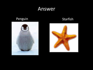 Answer Penguin Starfish 