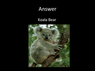 Answer Koala Bear  
