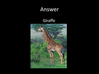 Answer Giraffe  