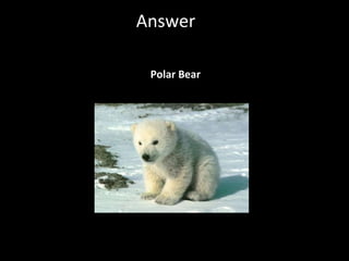 Answer Polar Bear 