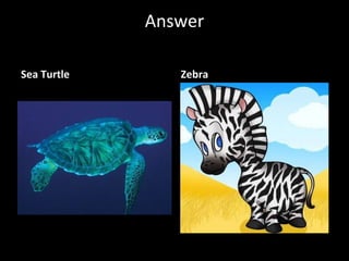 Answer Sea Turtle  Zebra 