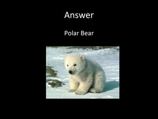 Answer Polar Bear 