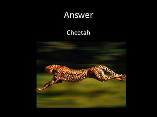 Answer Cheetah 