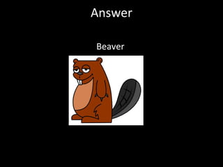 Answer Beaver  